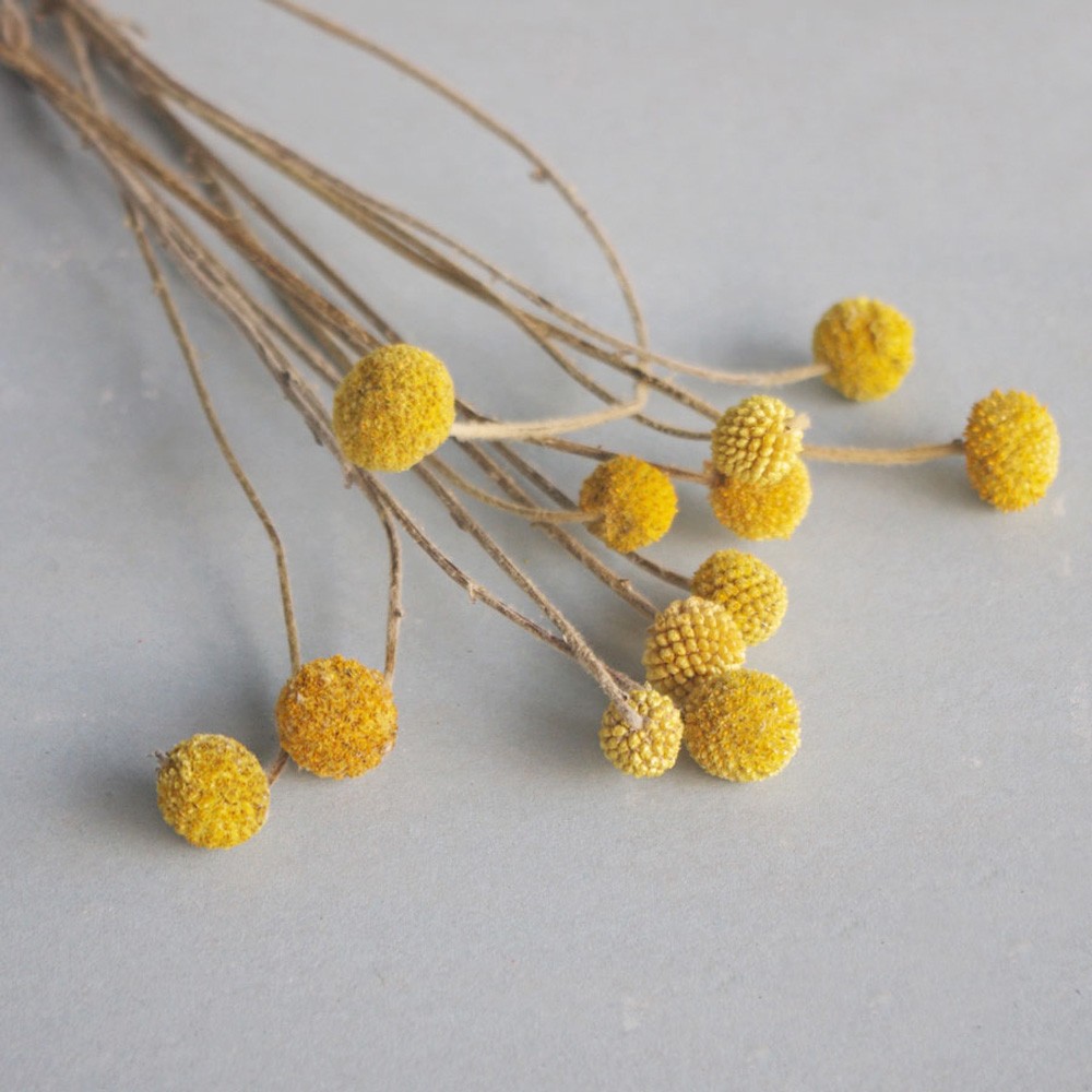 20 шт. натуральные сушеные бук – обзор и цена Dried Flower Bunch